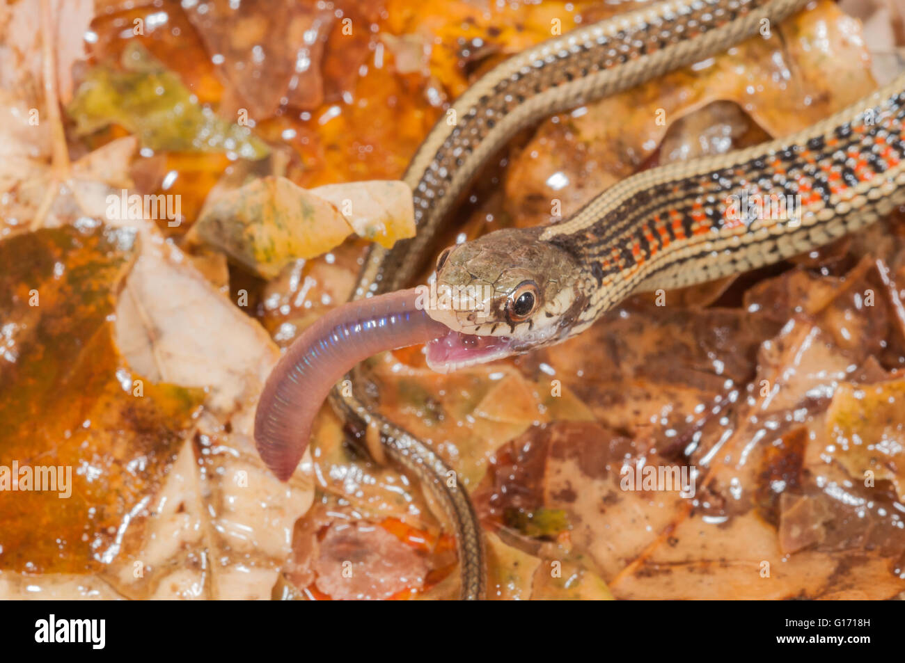 Rojo-sided Garter Snake, Thamnophis sirtalis parietalis; nativa de América del Norte y América Central, alimentándose de lombrices de tierra Foto de stock