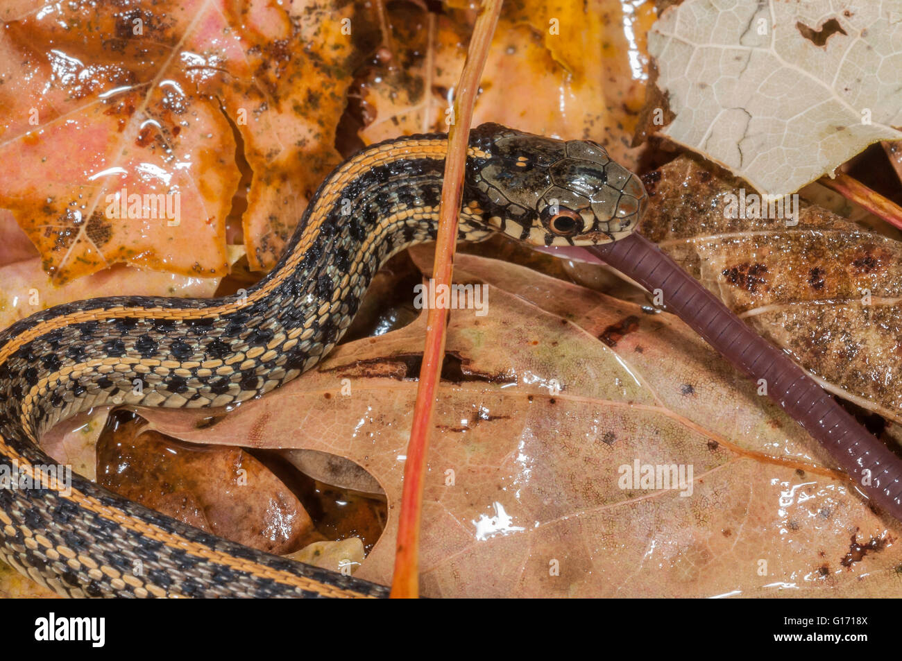 Llanuras Garter Snake, Thamnophis radix nativa; al Centro de Estados Unidos a Canadá; alimentándose de lombriz de tierra, Lumbricus terrestris Foto de stock