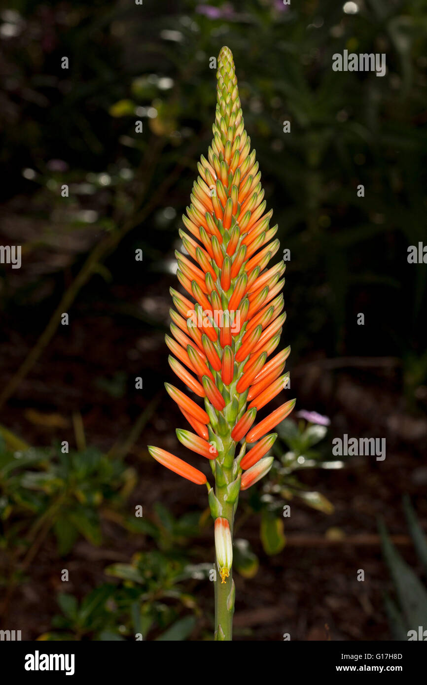 Pico Alto de vivos colores naranja / rojo flores de Aloe aloe cultivar Pico Alto de vivos colores naranja / rojo flores de Aloe aloe cultivar