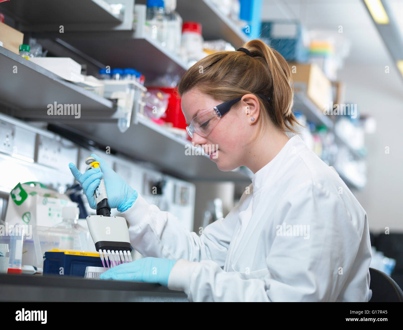 El científico utilizando una pipeta multicanal para llenar la placa multipocillo para análisis de anticuerpos por ELISA assay, Jenner Institute, La Universidad de Oxford Foto de stock