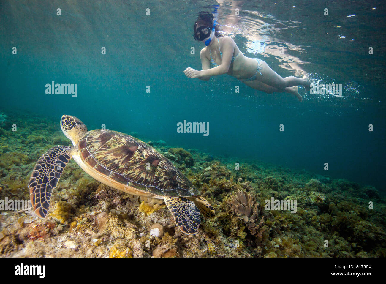 Mujer joven natación con rara tortuga verde (Chelonia mydas), Cebú, Filipinas Foto de stock