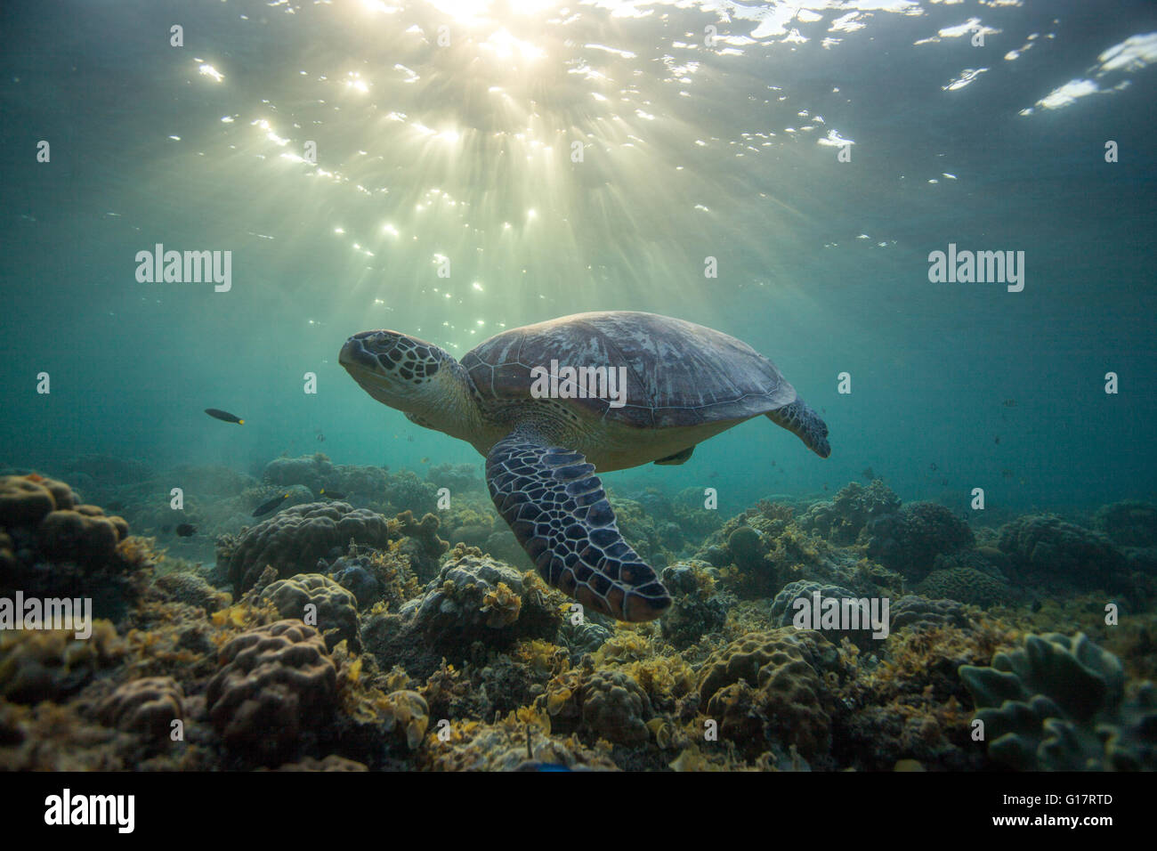 Rara tortuga verde (Chelonia mydas), nadar en el océano abierto, Cebu, Filipinas Foto de stock