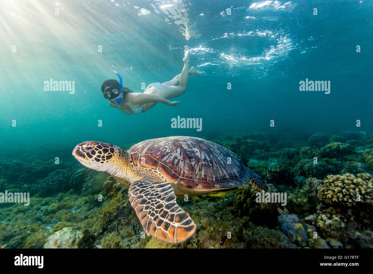 Mujer joven natación con rara tortuga verde (Chelonia mydas), Cebú, Filipinas Foto de stock