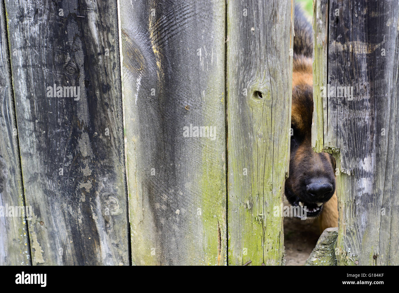 La nariz del perro enojado que protruye a través de un agujero en una valla de madera vieja Foto de stock