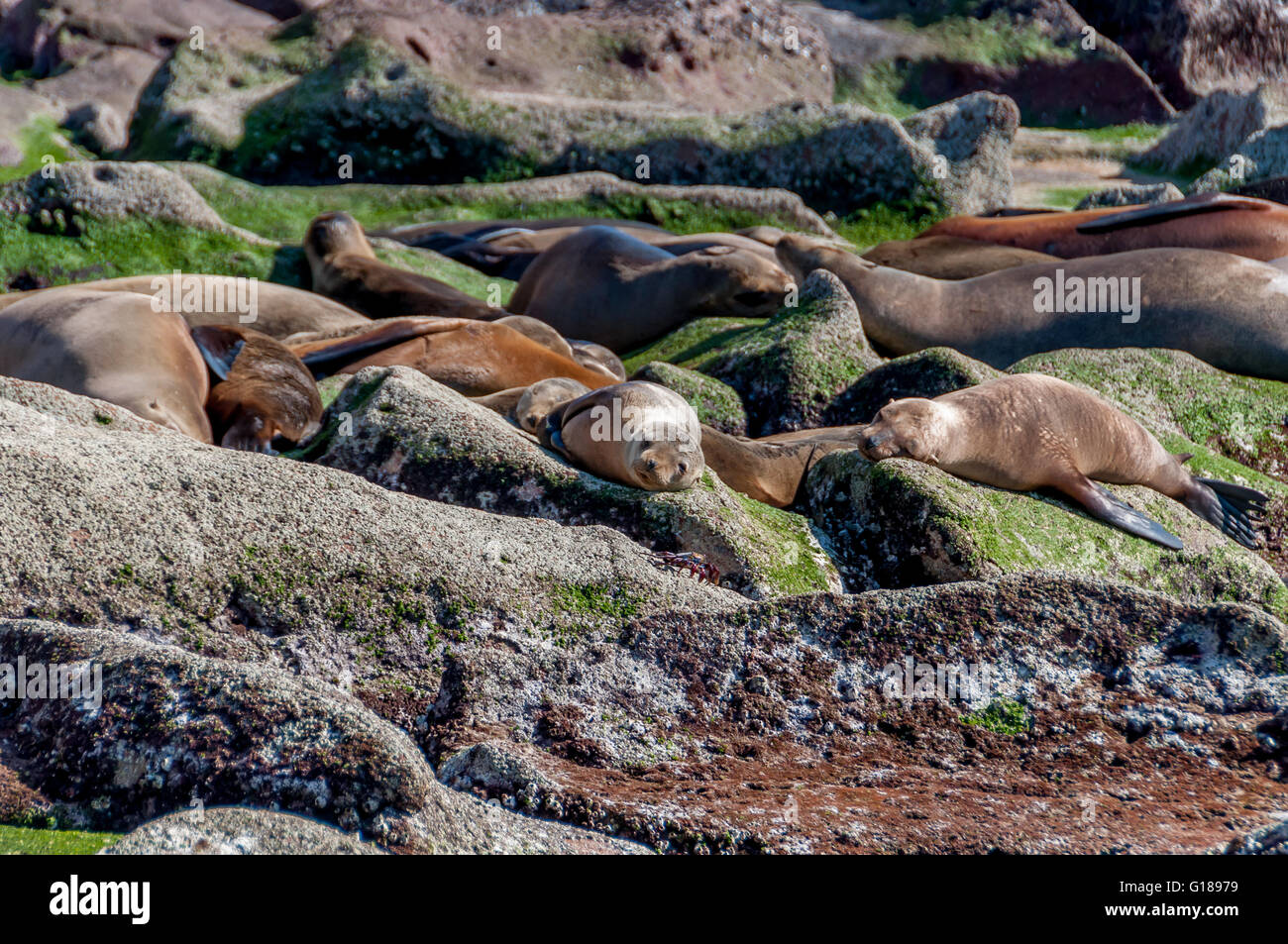 California lobos marinos descansando en Los Islotes, Isla Espiritu Santo, en el Mar de Cortez / Cortes cerca de la Paz, Baja California Sur, México. Foto de stock