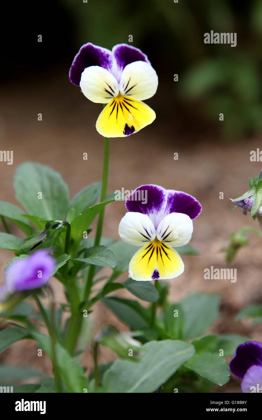 La viola tricolor o Viola cornuta o conocido como viola Johnny saltar una flor comestible utilizado en ensaladas. Foto de stock