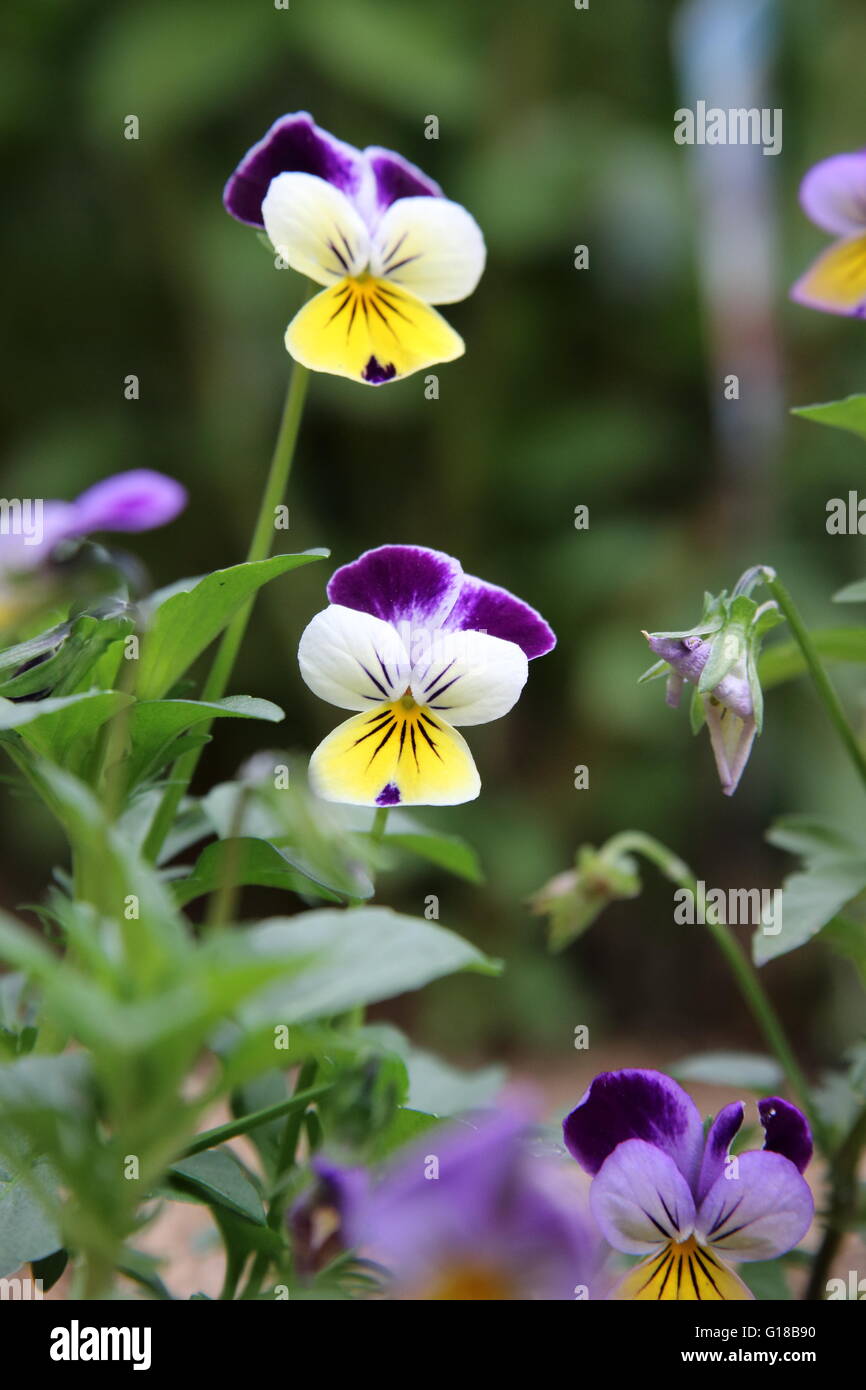 La viola tricolor, o viola cornuta o también conocida como Viola Johnny saltar una flor comestible utilizado en ensaladas. Foto de stock