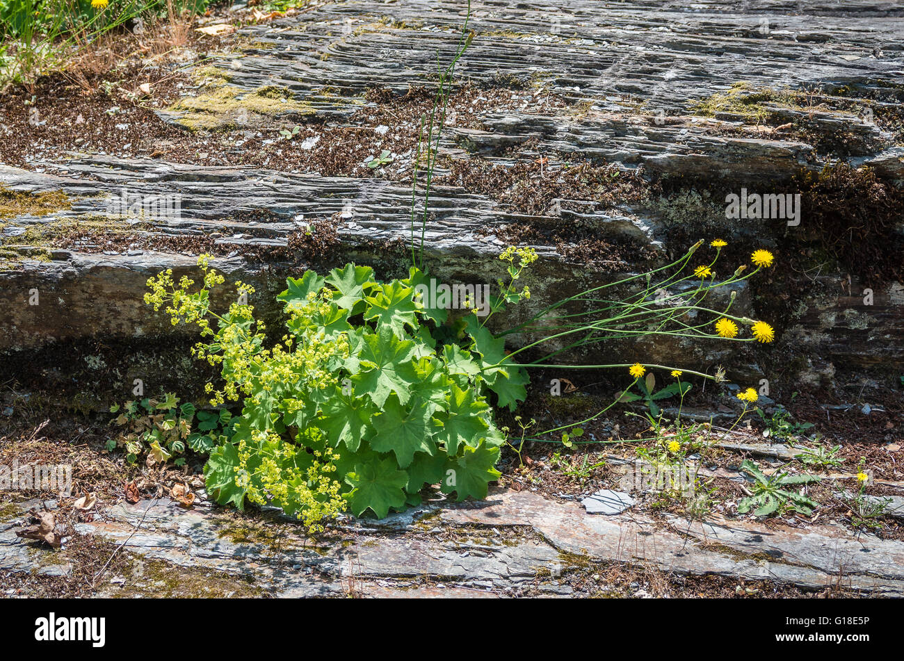 Alchemilla Mollis creciendo en una grieta de roca Foto de stock