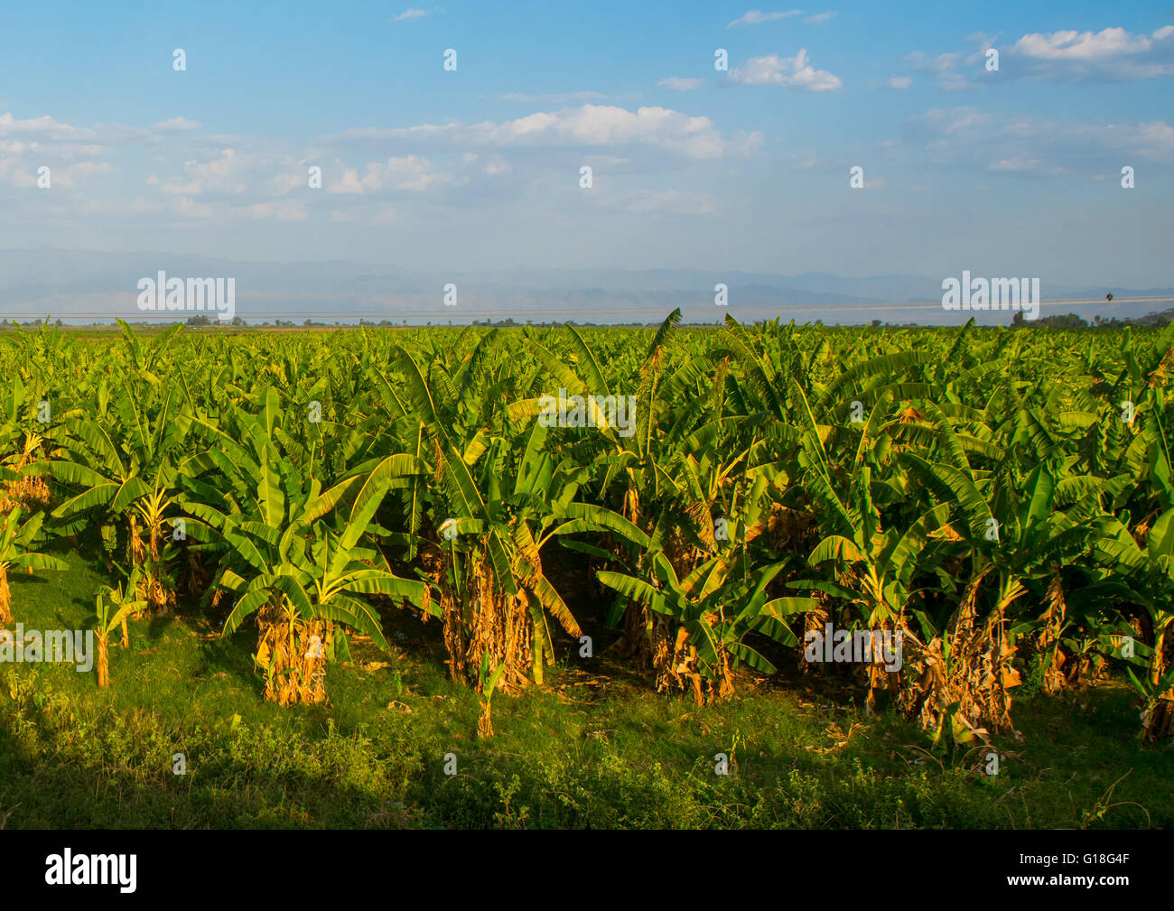Plantación de bananos en el valle del Rift, el gamo gofa omo, Arba Minch, Etiopía Foto de stock