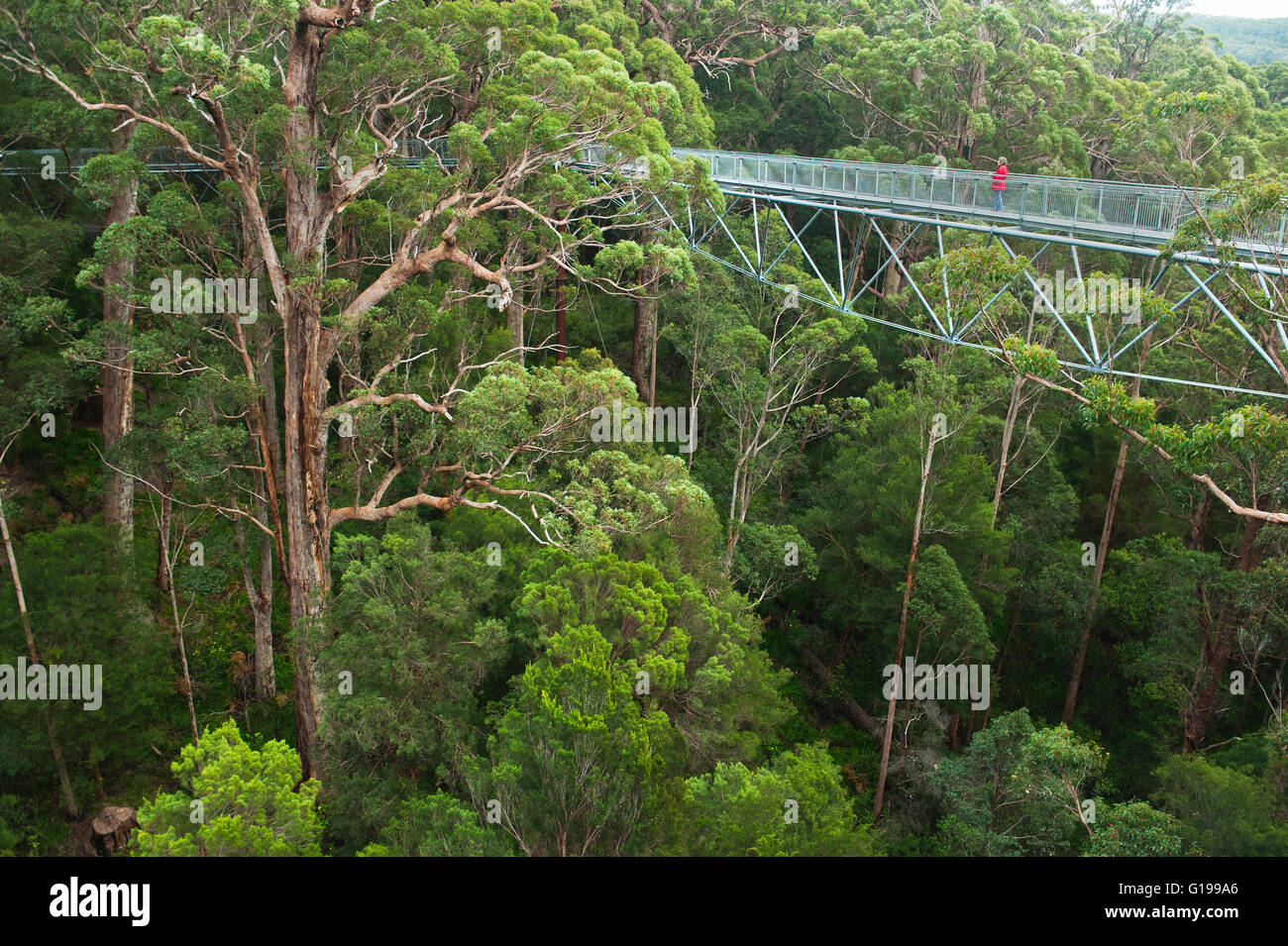 Treetop Walk, la pasarela del dosel, Valle de los gigantes, el Parque Nacional Walpole-Nornalup, Australia Occidental Foto de stock