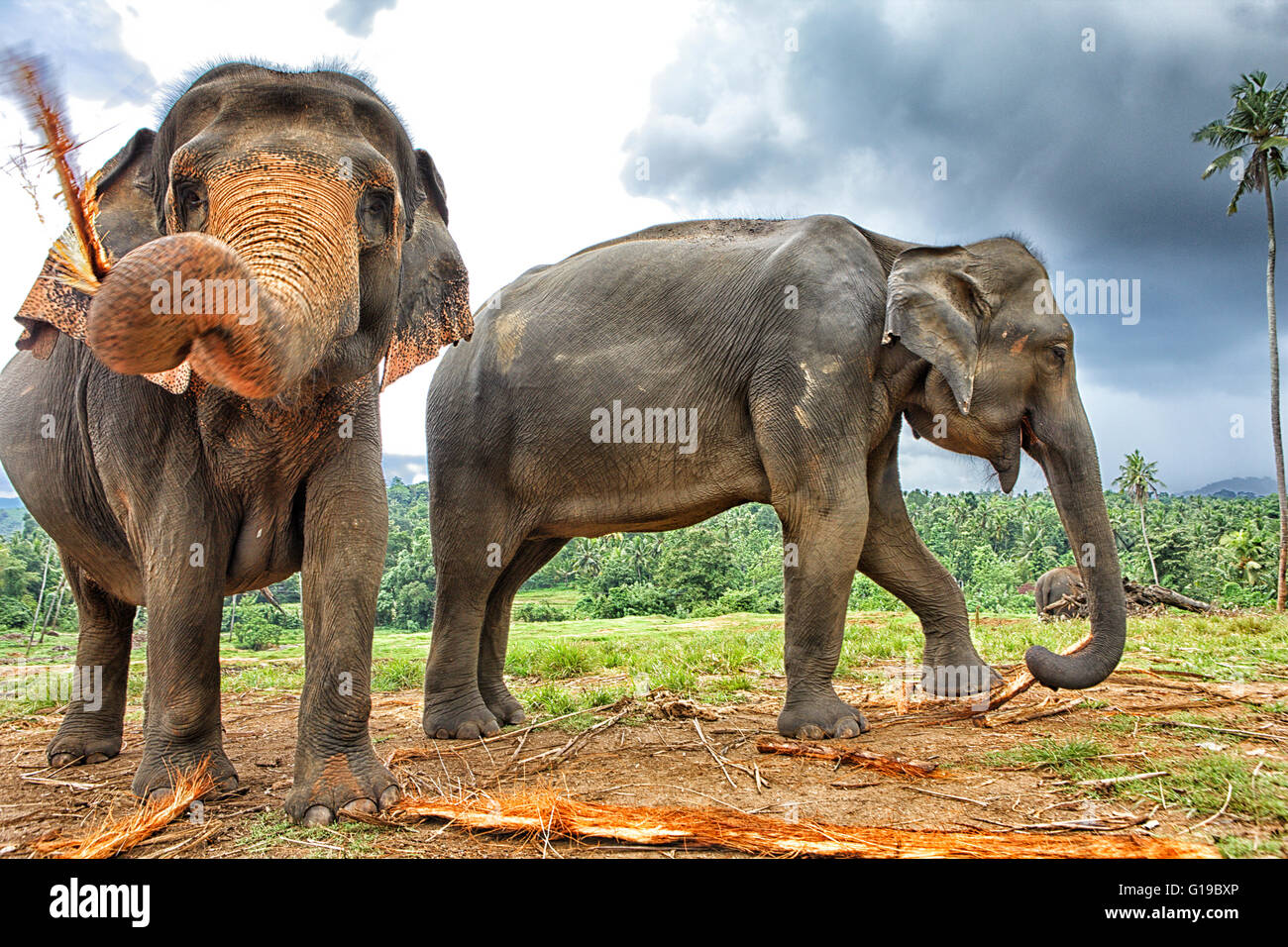 Familia de elefantes en el Orfanato de Elefantes en Pinnawela, Sri