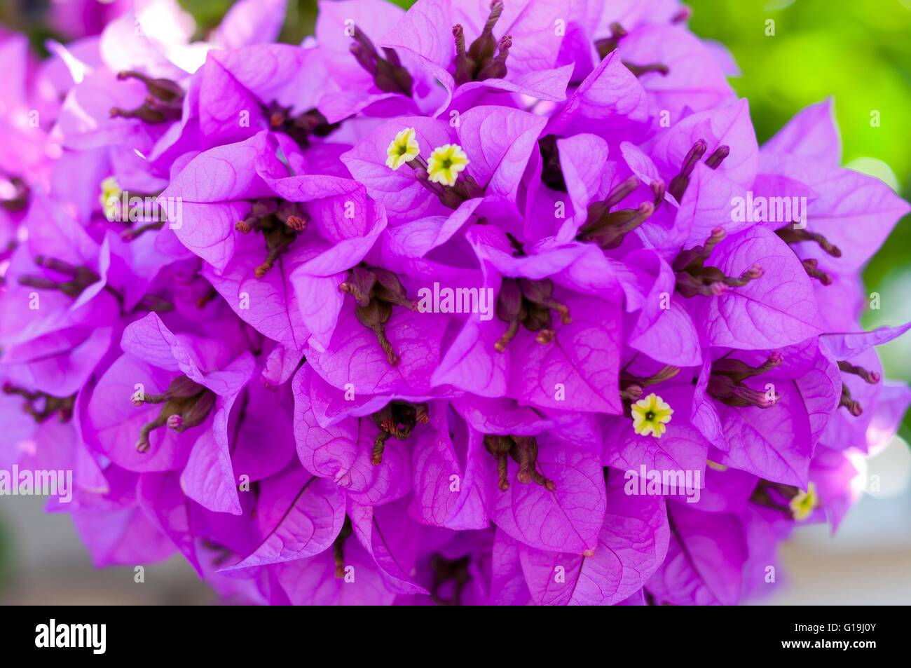 Detalle de hermosas flores de Bougainvillea como fondo Foto de stock