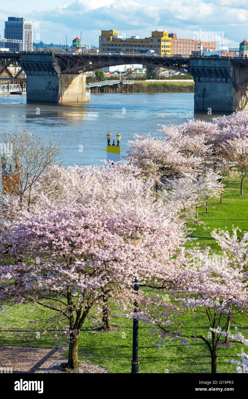Los cerezos en flor y Burnside Bridge en el centro de Portland, Oregon, en el tiempo de primavera Foto de stock