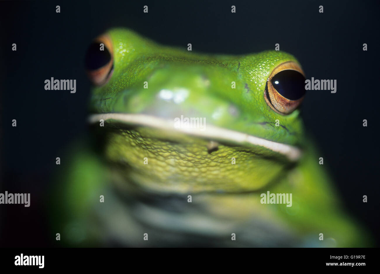 Australia, la flora y la fauna silvestres, animales nativos, blanco-labiado Tree Frog, acercamiento del ojo. (Litoria infrafrenata). La rana arborícola gigante aka. Foto de stock