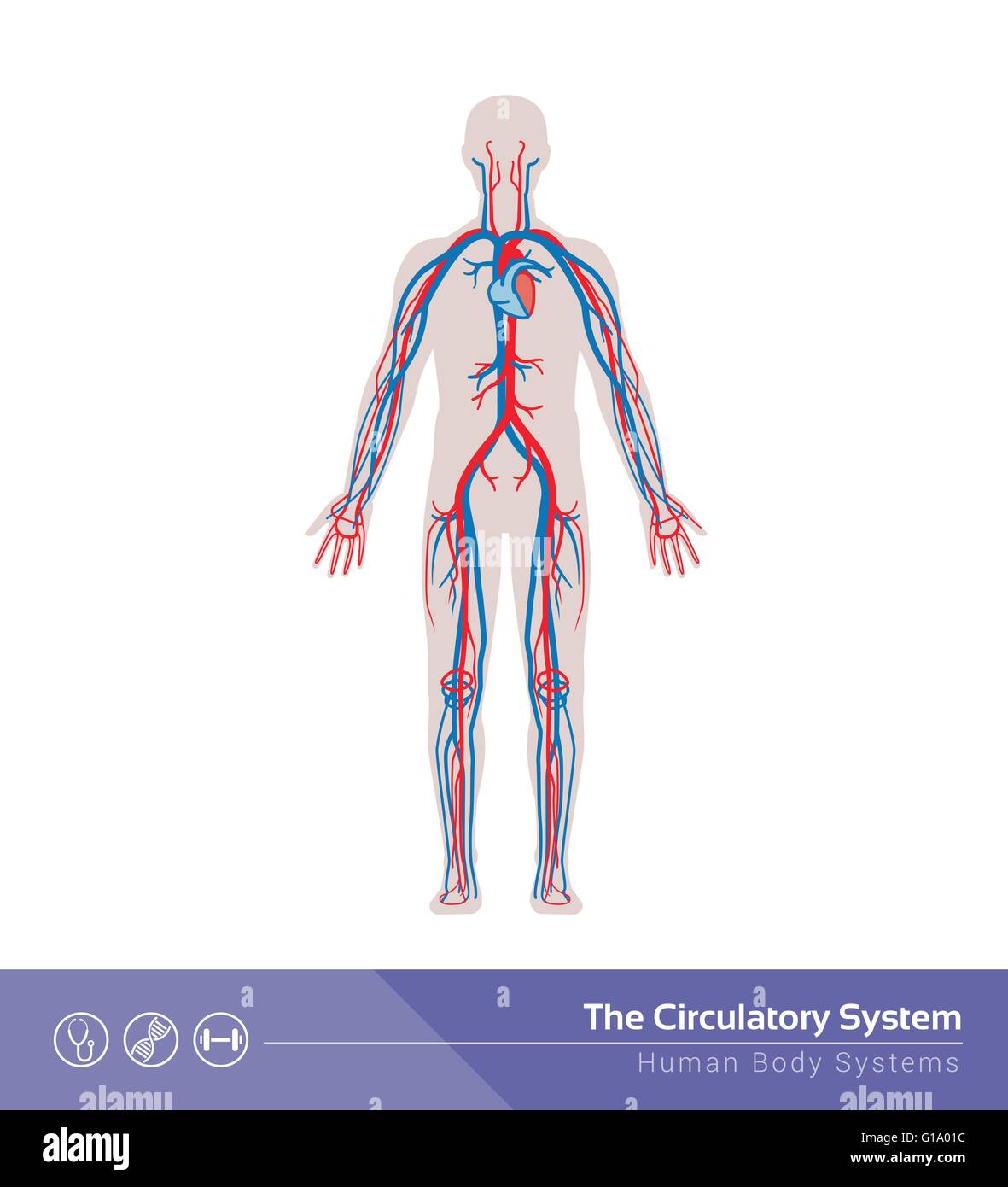 El aparato circulatorio o sistema del cuerpo humano cardiovascular ilustración médica Ilustración del Vector
