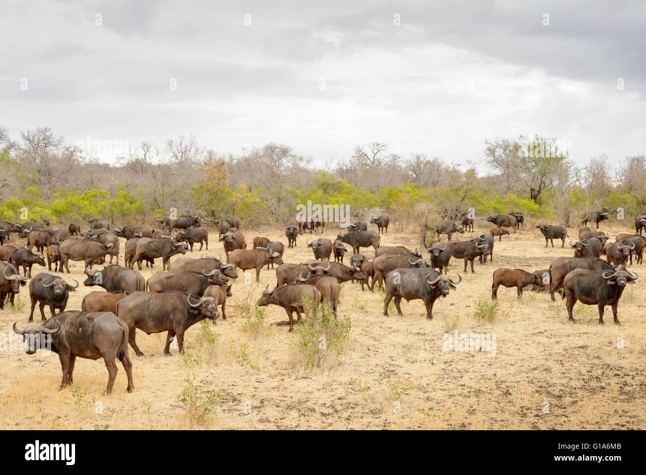 La manada de búfalos africanos (Syncerus caffer) en un día nublado, el parque nacional Kruger, Sudáfrica Foto de stock