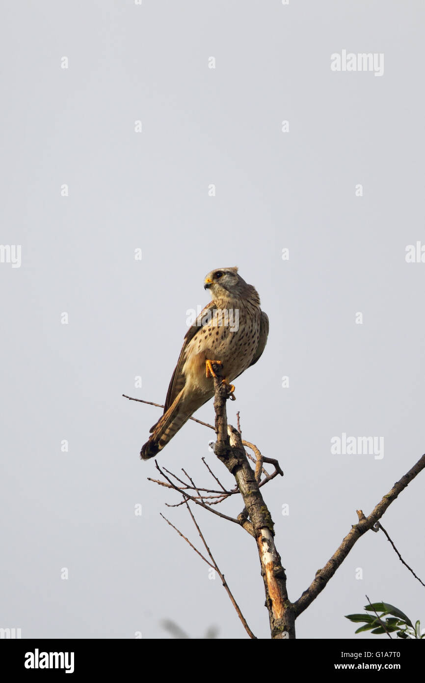 Hembra de cernícalo común (Falco tinnunculus) sentado en su percha en Frankfurt, Alemania. Foto de stock