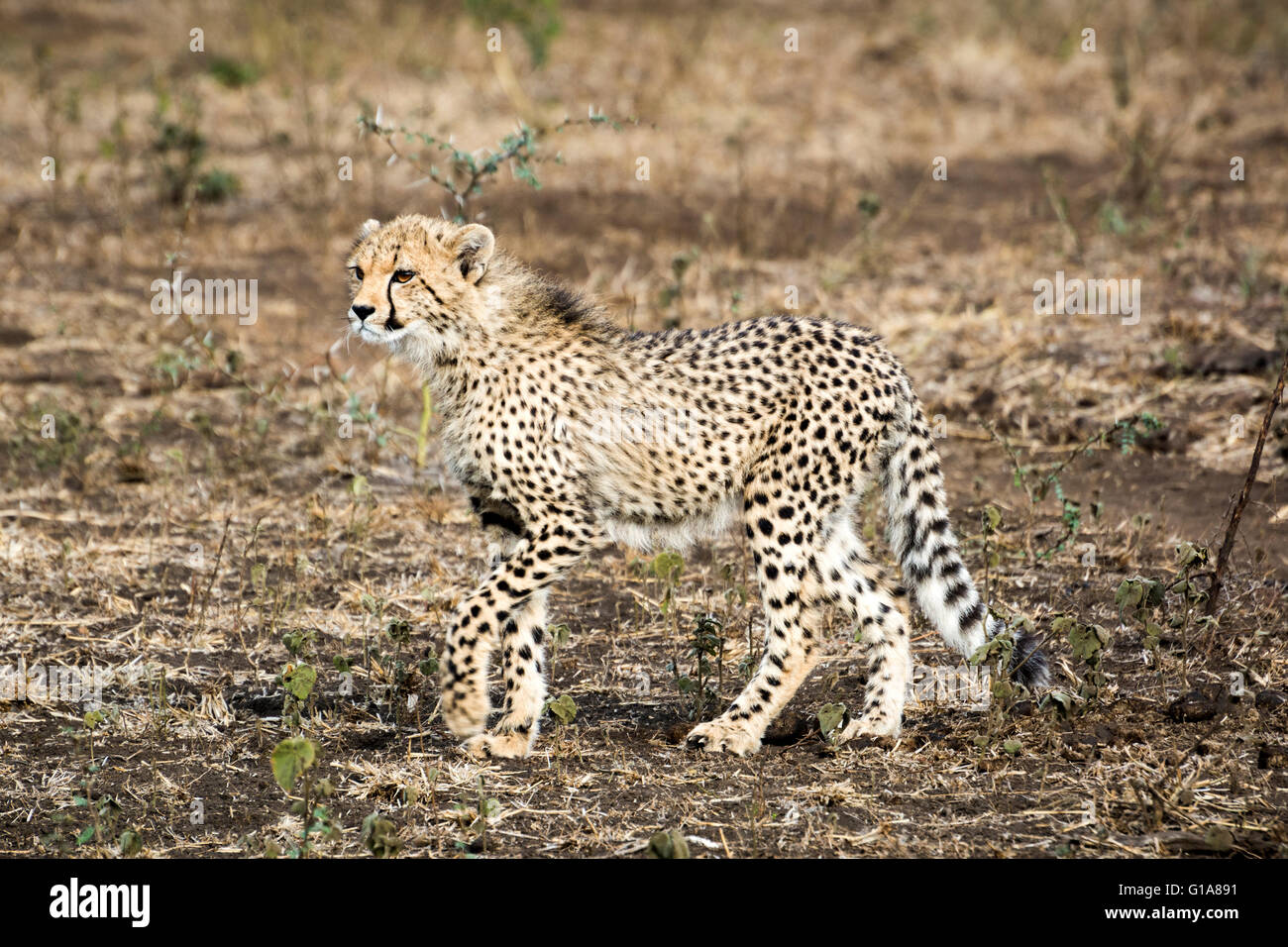 Cheetah cub avistamiento en safari en Phinda Private Game Reserve, KwaZulu Natal, Sudáfrica Foto de stock