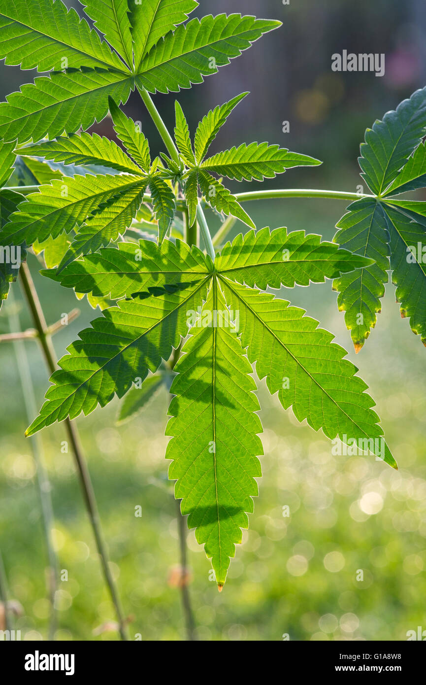 Planta de Cannabis sativa en la luz del sol Foto de stock