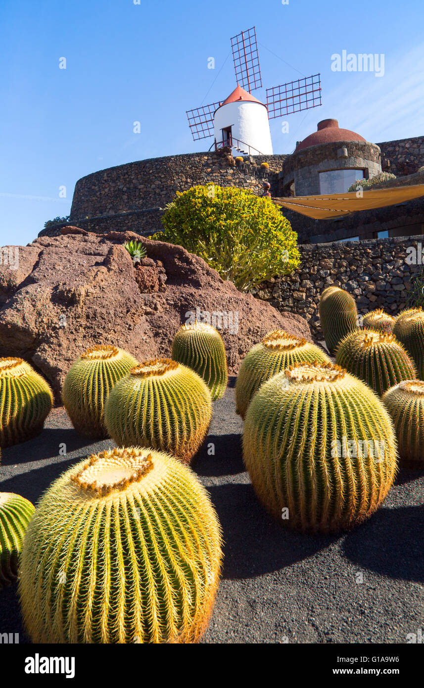 Las plantas de cactus y molino jardín de cactus diseñado por César Manrique, Guatiza. Lanzarote, Islas Canarias, España. Cactaceae, Foto de stock