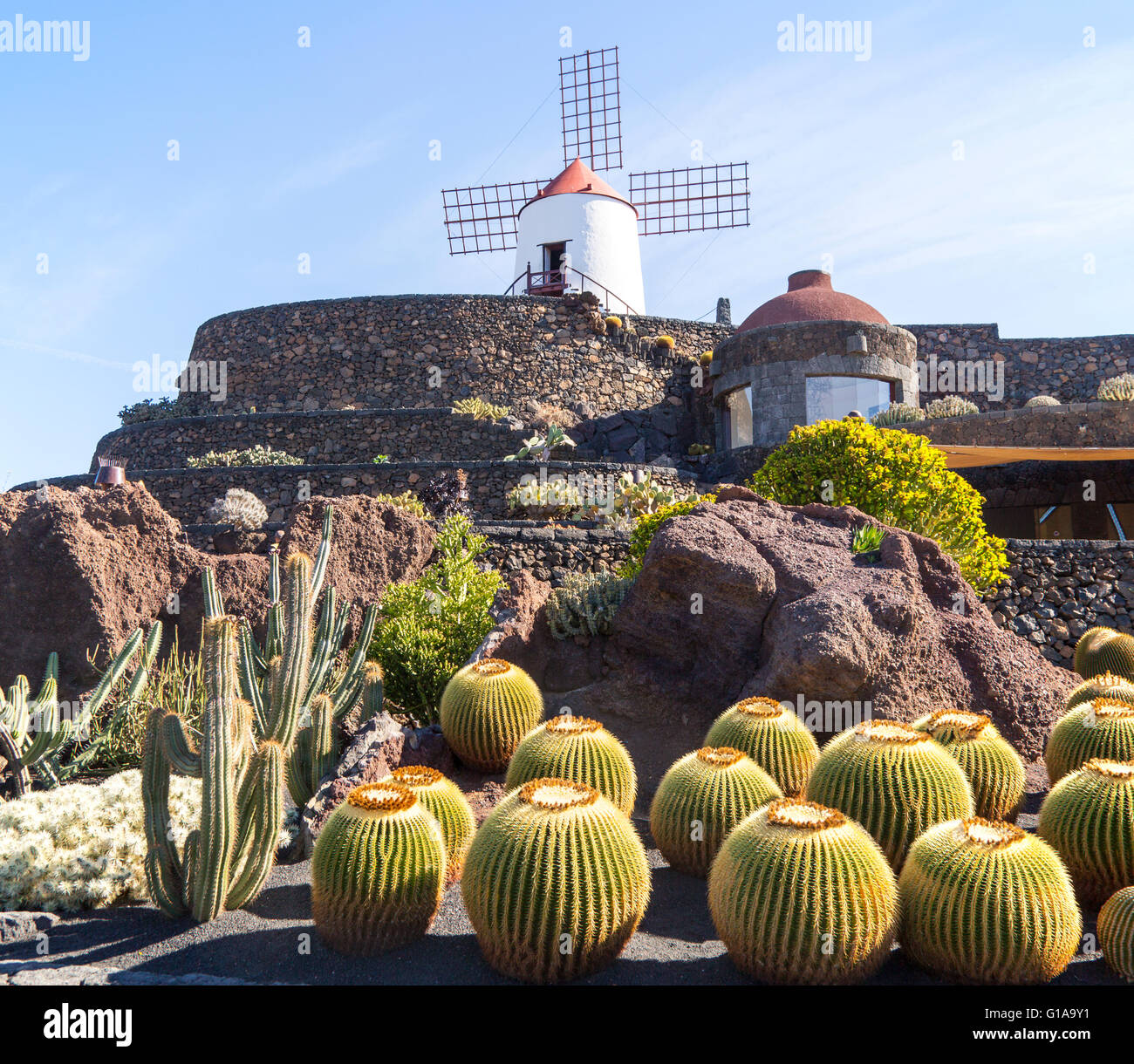 Las plantas de cactus y molino jardín de cactus diseñado por César Manrique, Guatiza. Lanzarote, Islas Canarias, España. Cactaceae Foto de stock