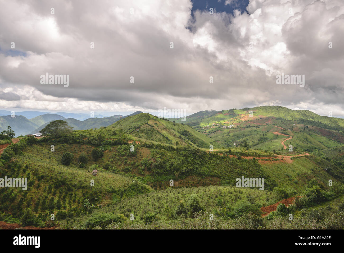 Plantaciones de Té en el estado de Shan, en Myanmar Foto de stock