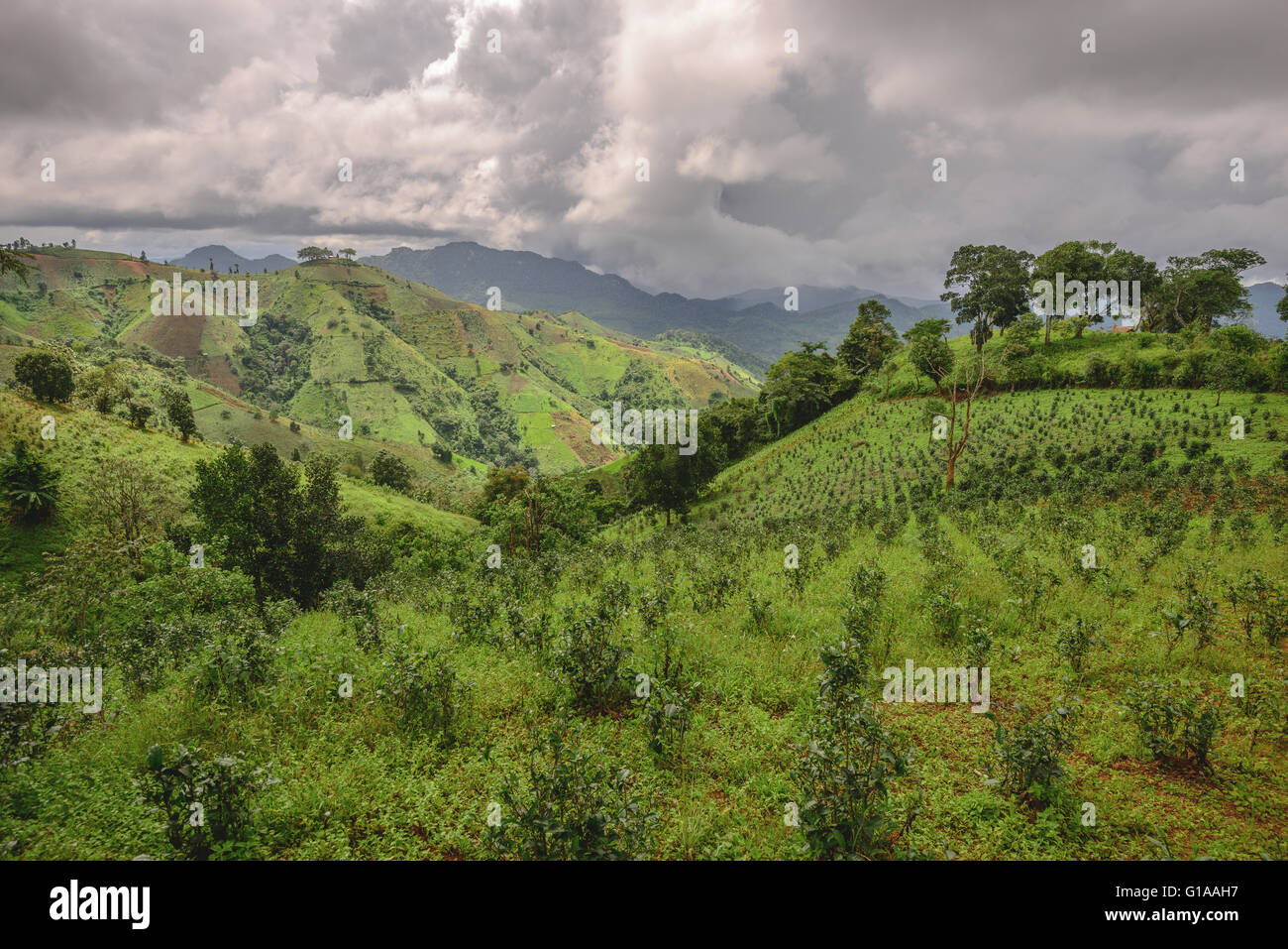 Plantaciones de Té en el estado de Shan, en Myanmar Foto de stock