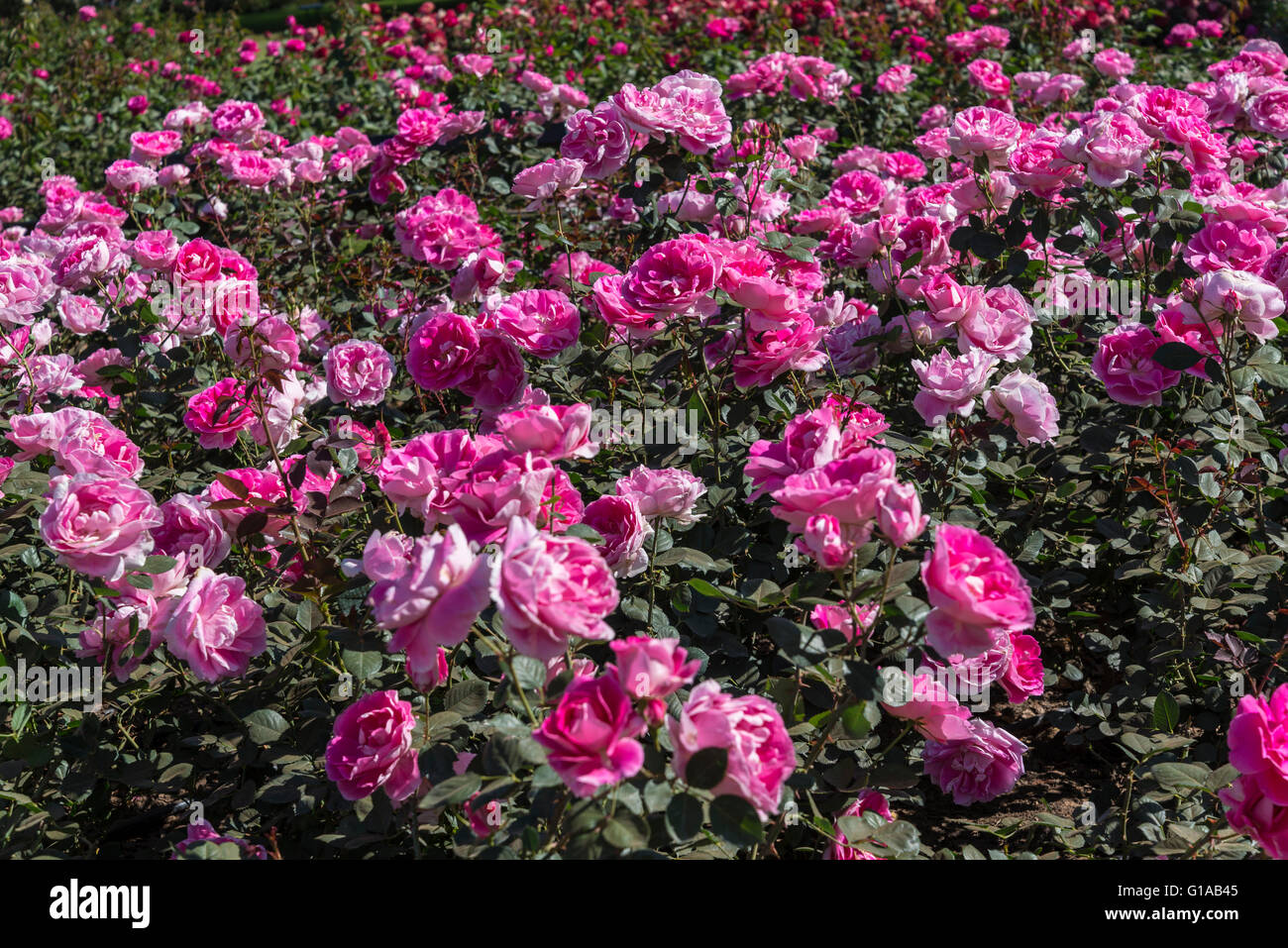 Dynastie rosas, Buenos Aires, Argentina Foto de stock