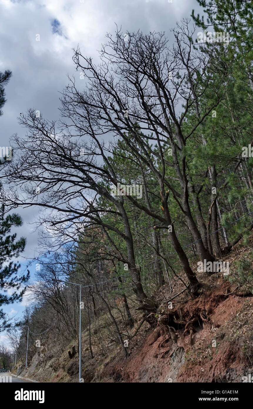Lozen ladera de montaña, carreteras, bosques