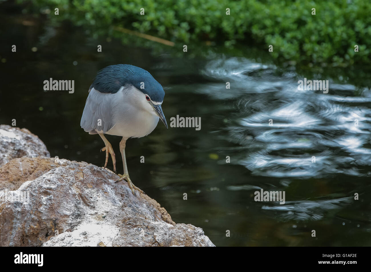 Fauna, hábitats naturales en el medio silvestre. El periodo de verano