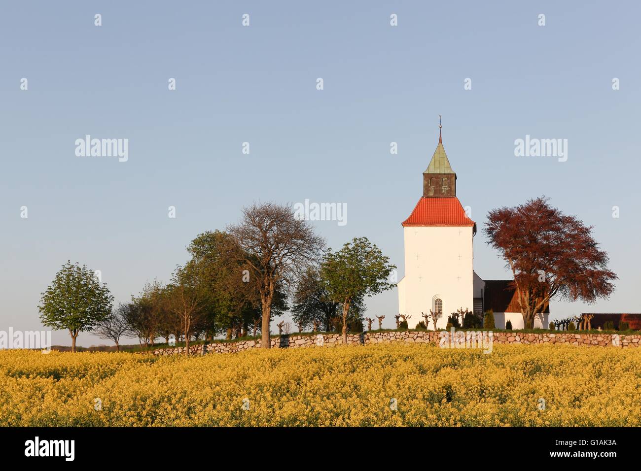 Iglesia típica danesa en el campo con un campo de colza Foto de stock