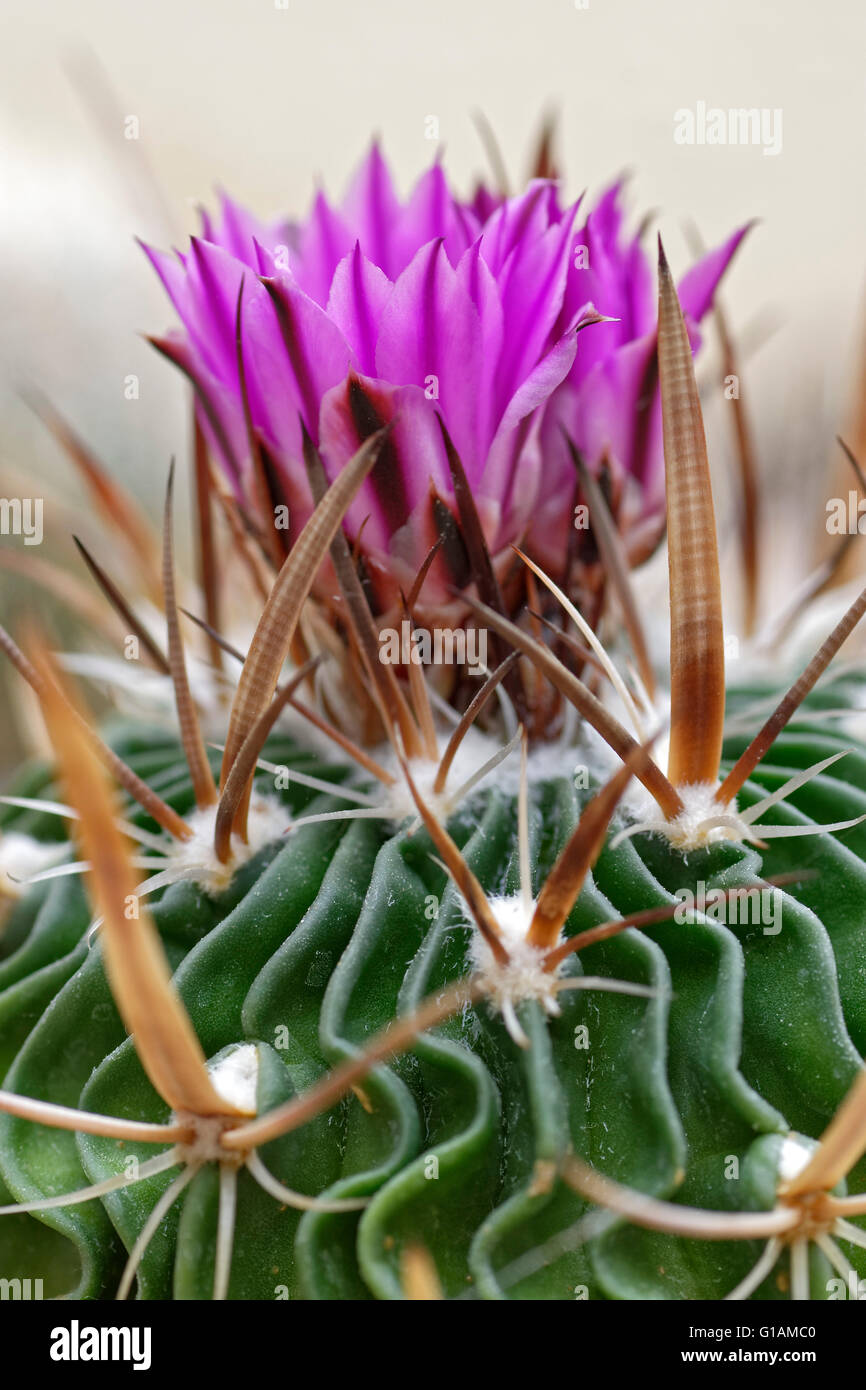 Mammillaria geminispina, México especies de cactus. Foto de stock