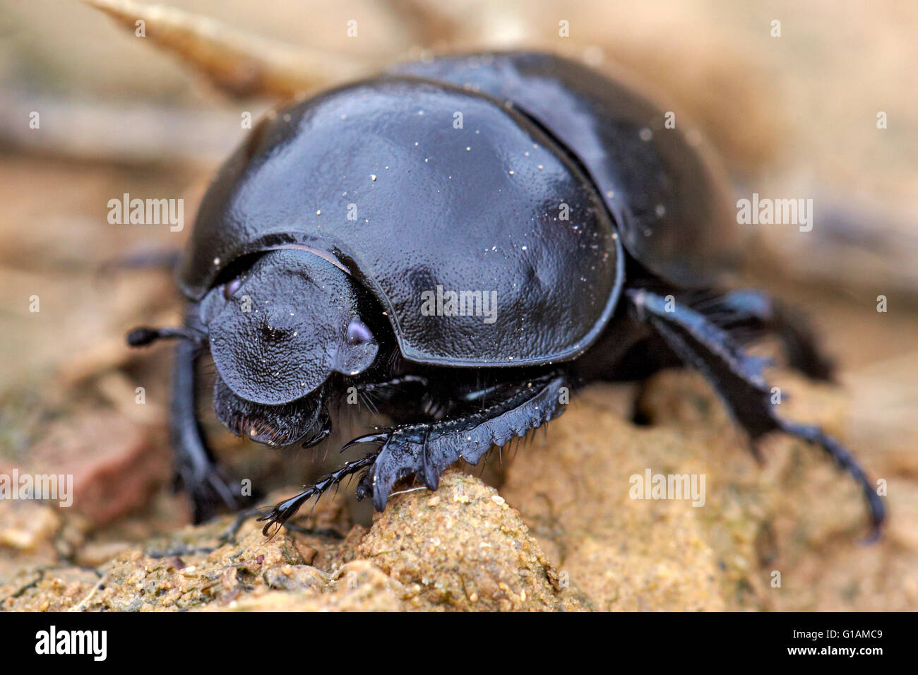 Thorectes hispanus, escarabajos del estiércol. Foto de stock