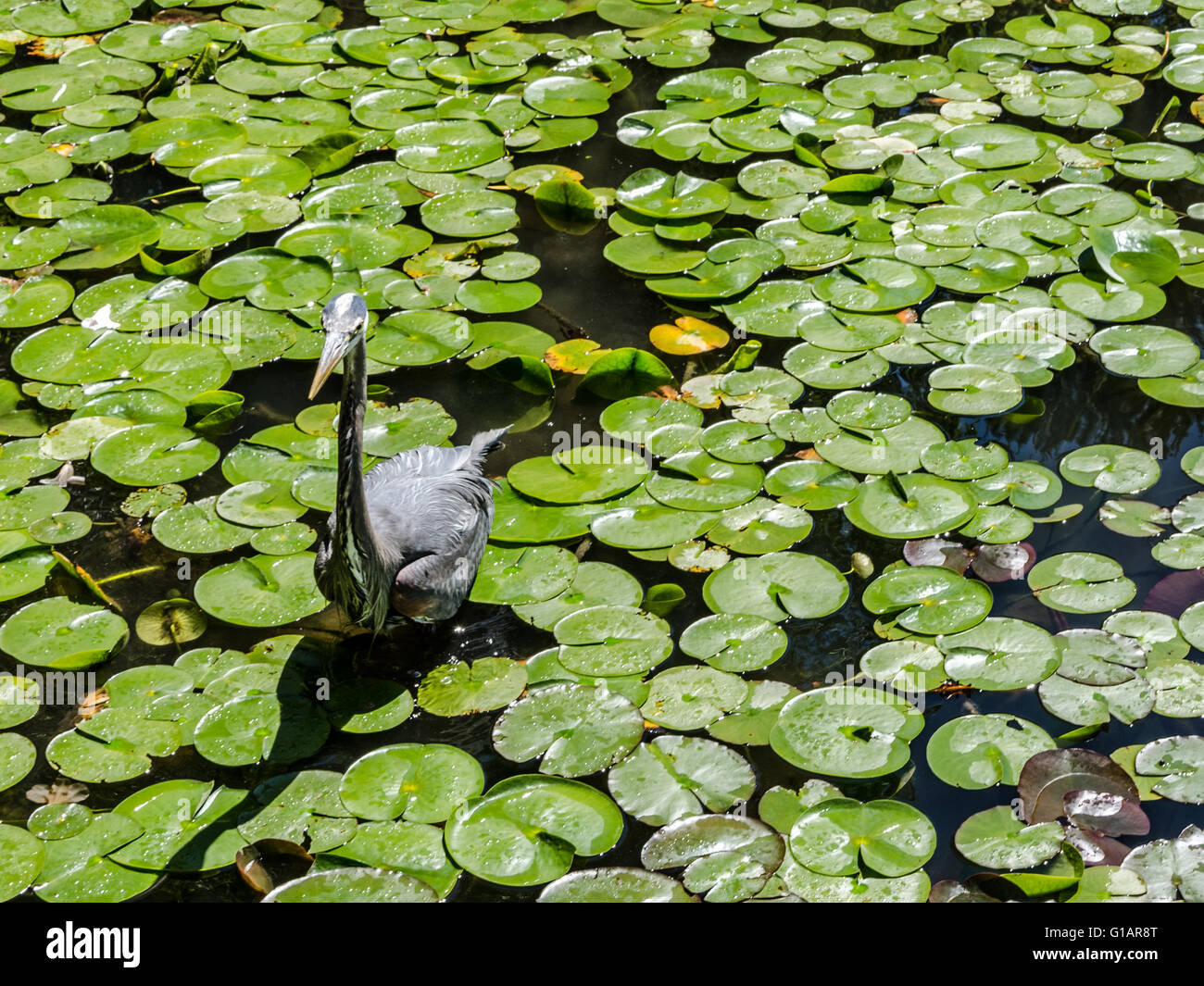 Un heron va a pescar entre los nenúfares en un estanque. Foto de stock