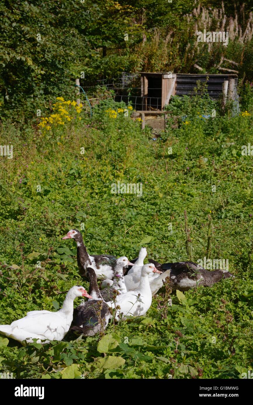 12 semanas de edad patos Muscovey libre oscilando en pastizales ásperos, Wales, REINO UNIDO Foto de stock