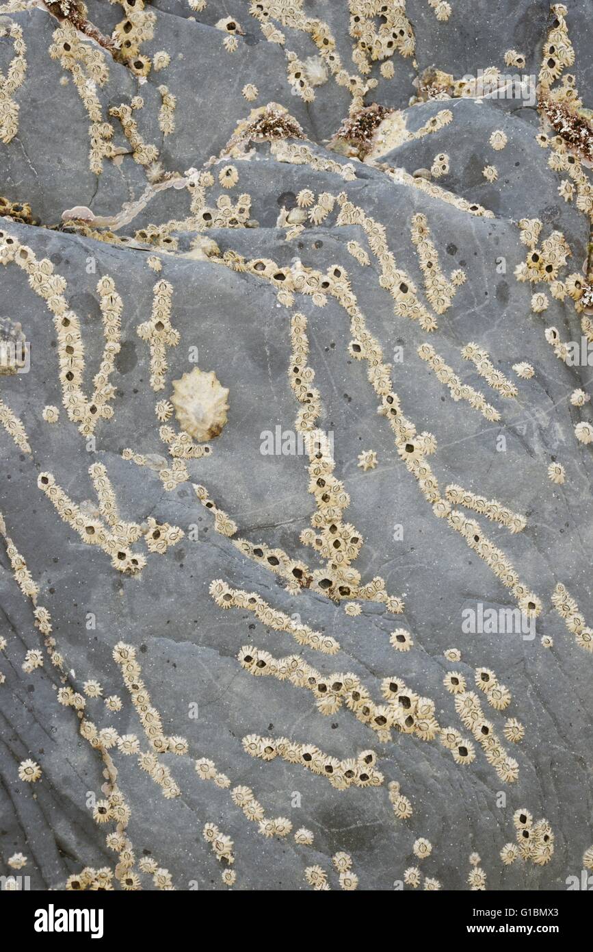 Acorn Barnacle Semibalanus balanoides reunidos en líneas sobre una roca en la marea baja, Wales, REINO UNIDO Foto de stock