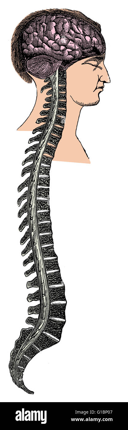 Un humano el cerebro y la médula espinal. Foto de stock