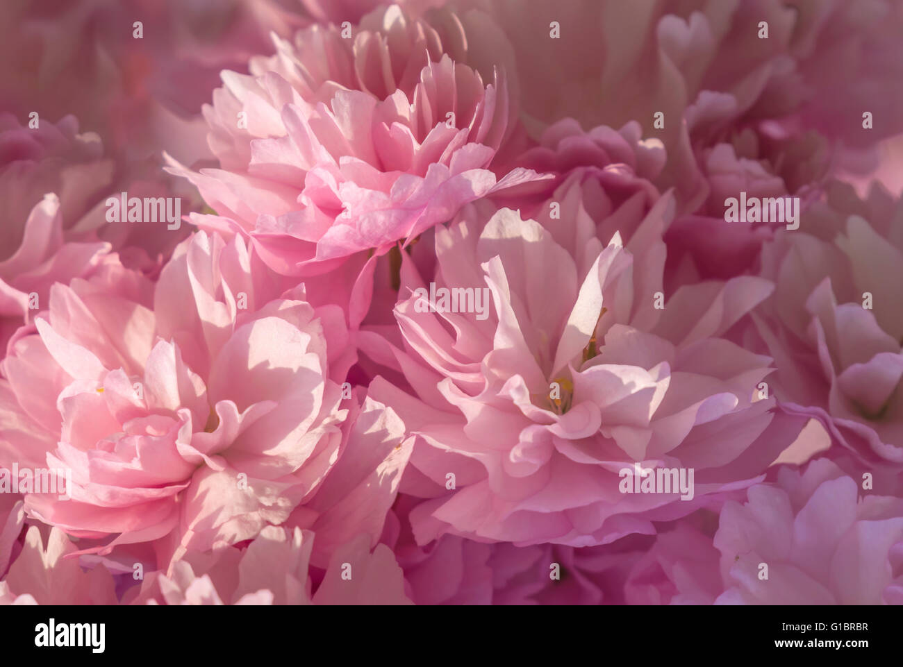 Vibrante flor rosa con suaves tonos pastel Foto de stock
