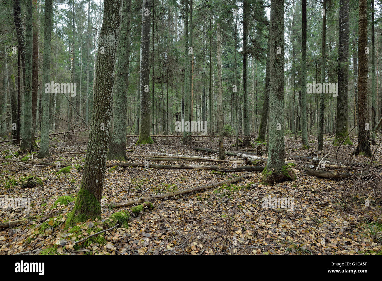 Antiguo bosque boreal Foto de stock