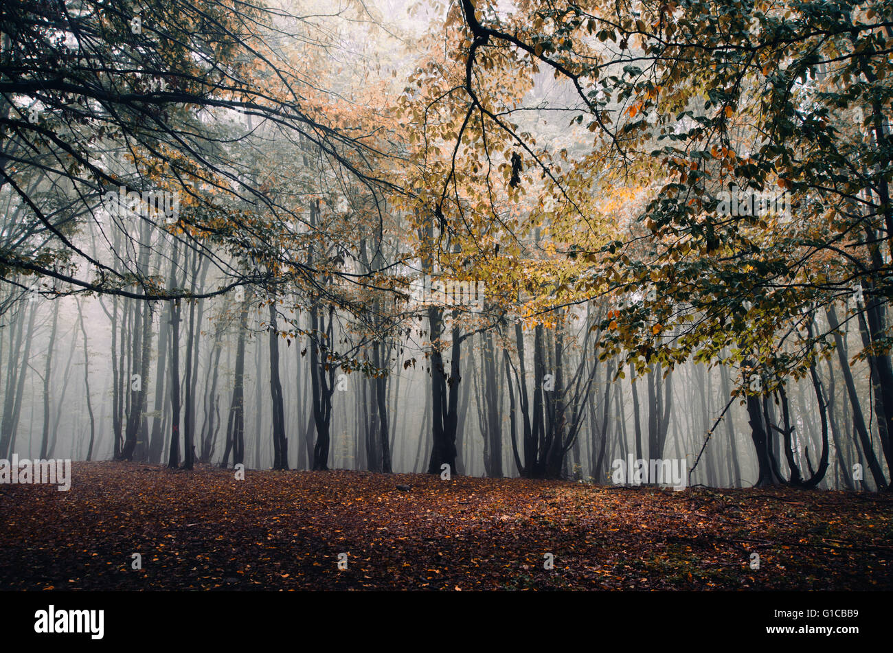 Maderas de bosque de niebla intensos del follaje de otoño árboles naturaleza Foto de stock
