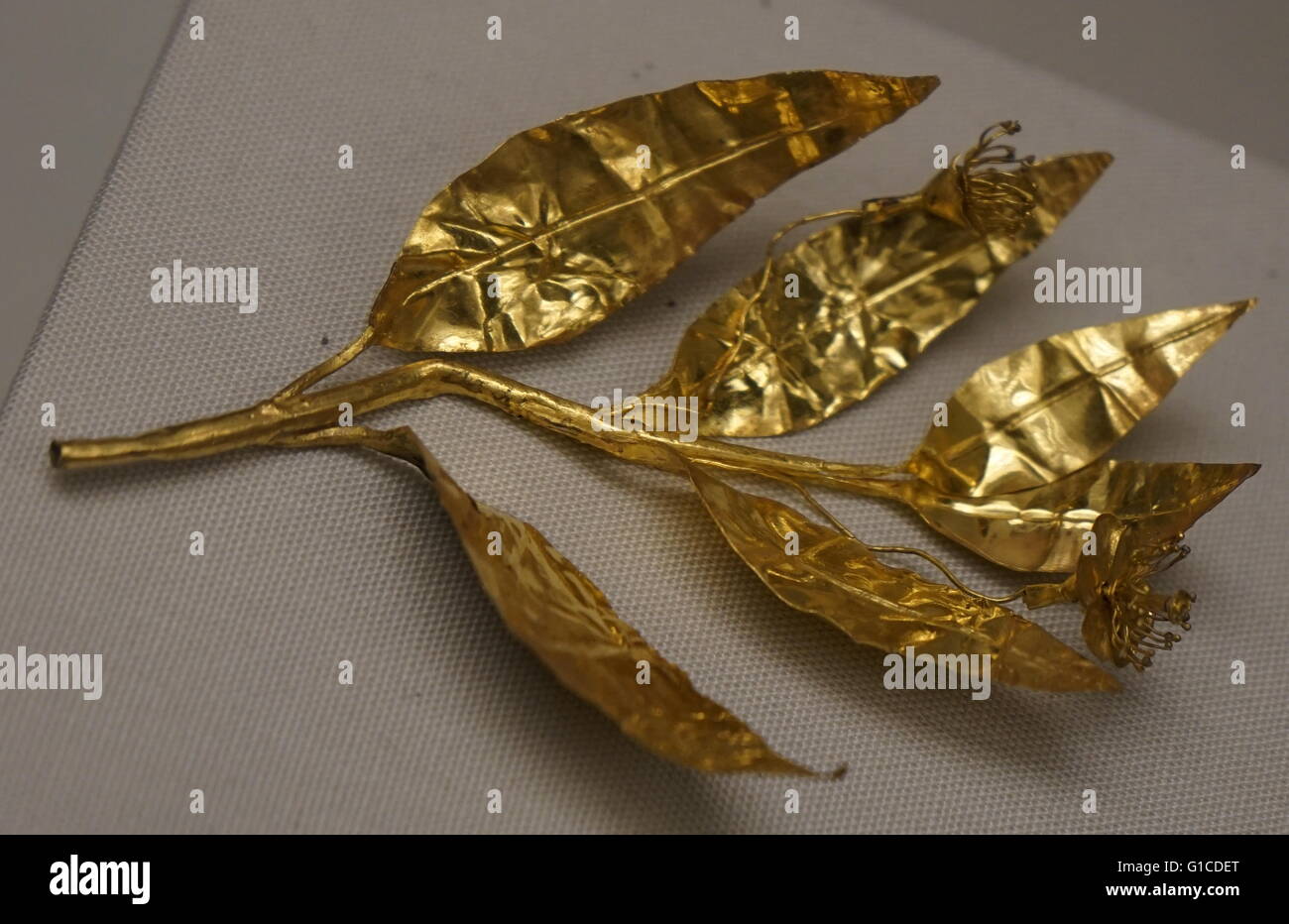 Las hojas de olivo de oro de un atleta de la corona; Griego antiguo