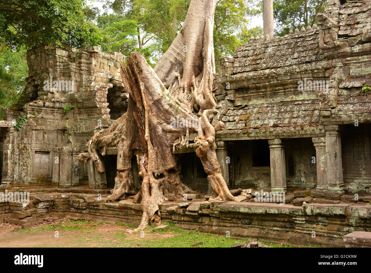 Las raíces del árbol intrincadas en Ta Prohm Templo. Siglo xii; Siem Reap, Camboya. Foto de stock