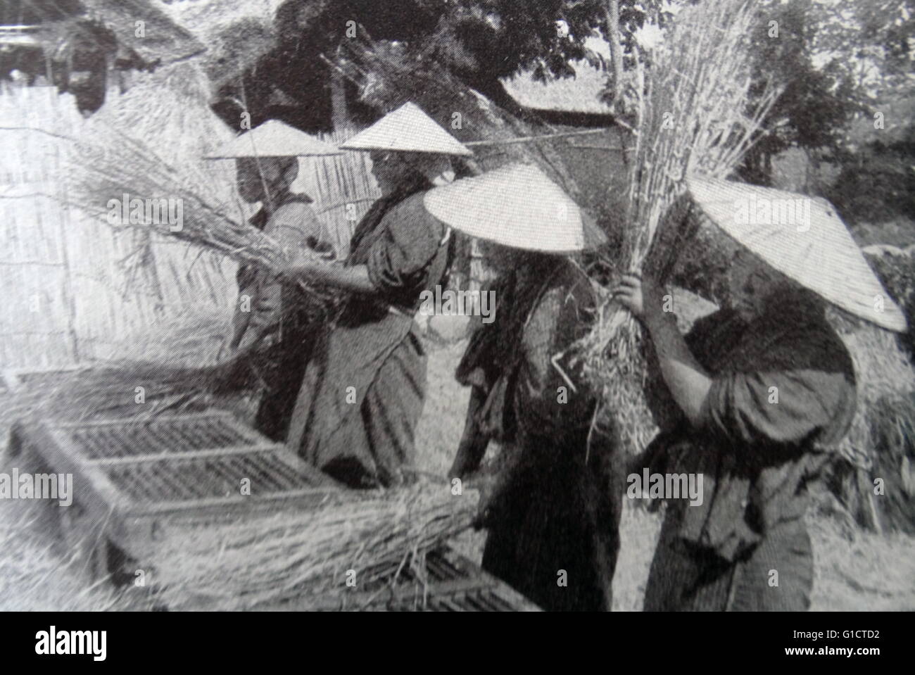 Impresión fotográfica de hombres japoneses Trilla de arroz Foto de stock
