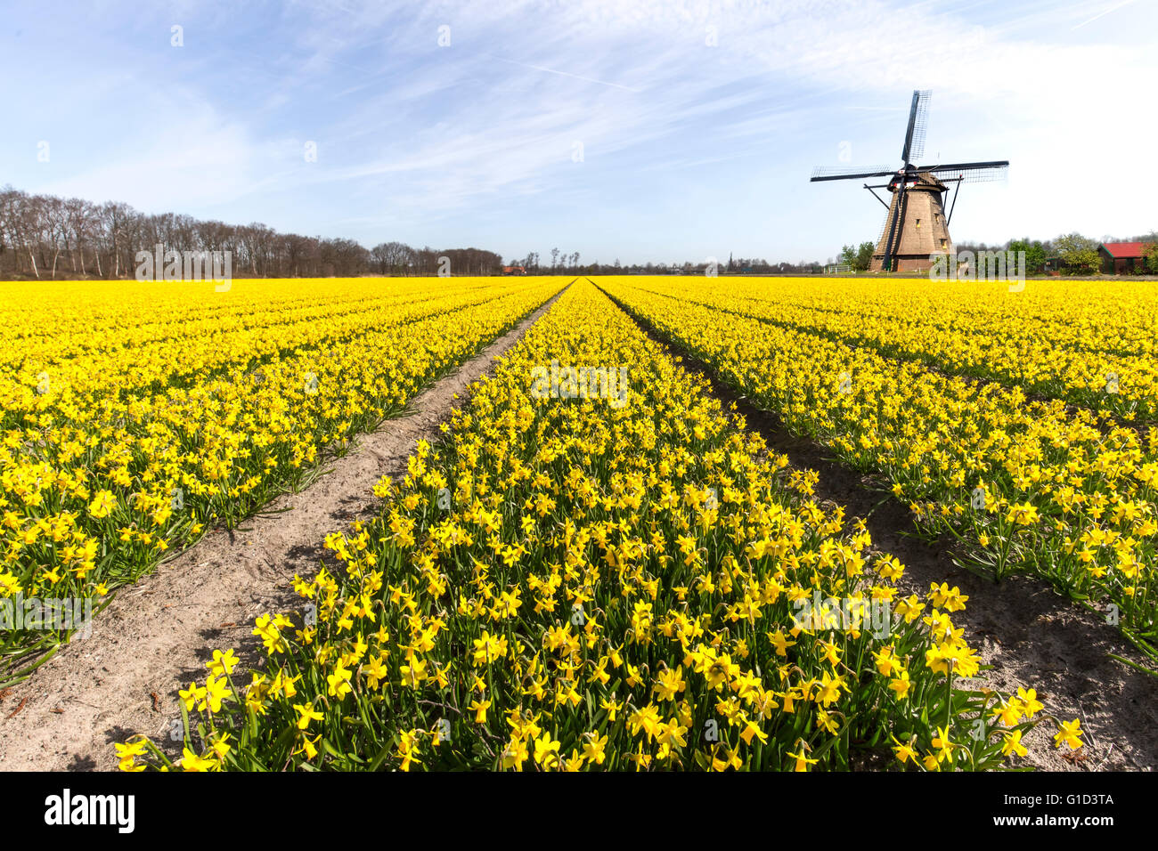 Daffodil bombilla amarilla farm en Lisse y Hilligome ciudad holandesa