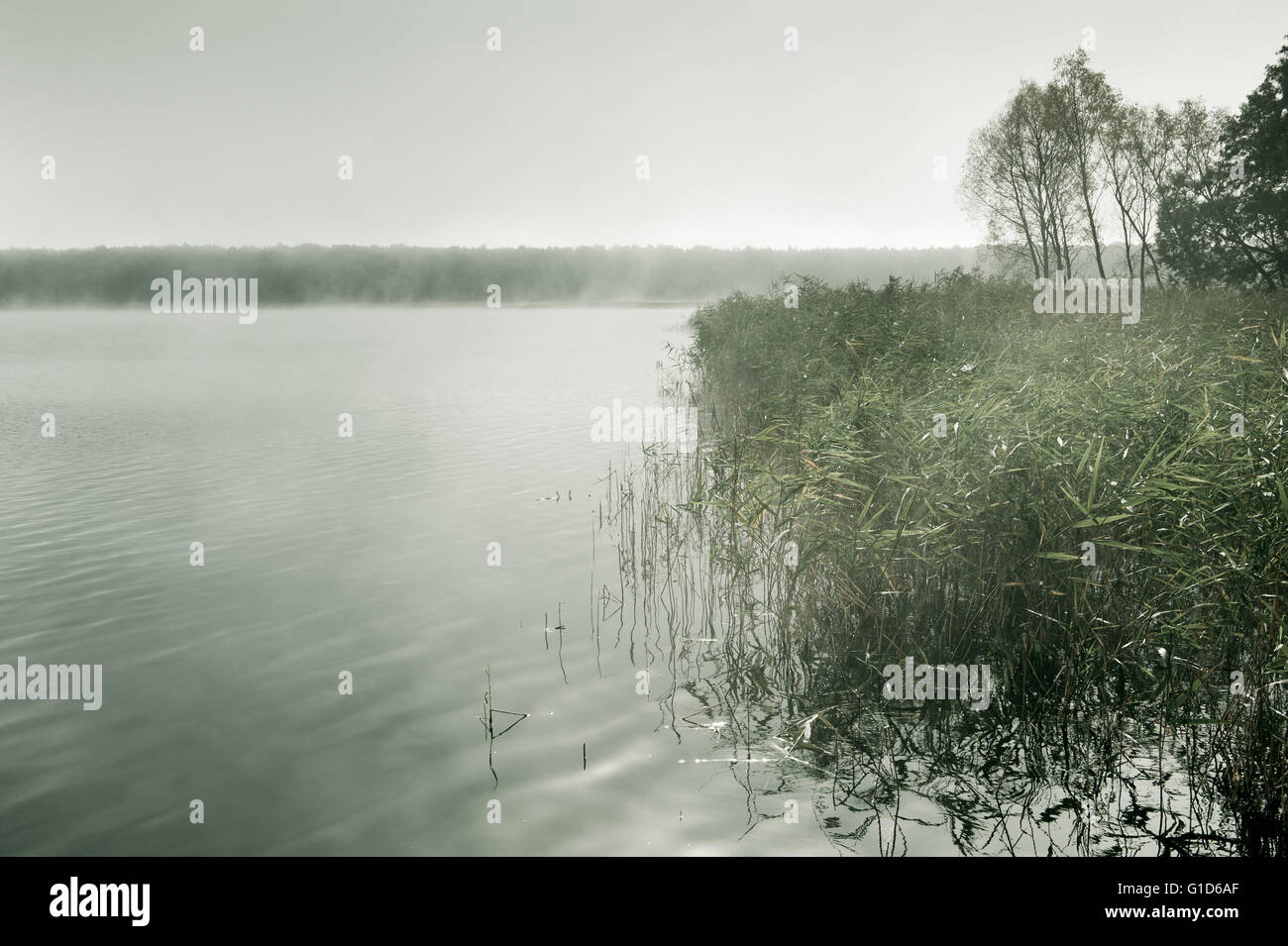 Niebla de la mañana en el lago en clima frío otoño, naturaleza Paisaje nublado y brumoso día de Polonia, de Europa. Cañas paisaje. Foto de stock