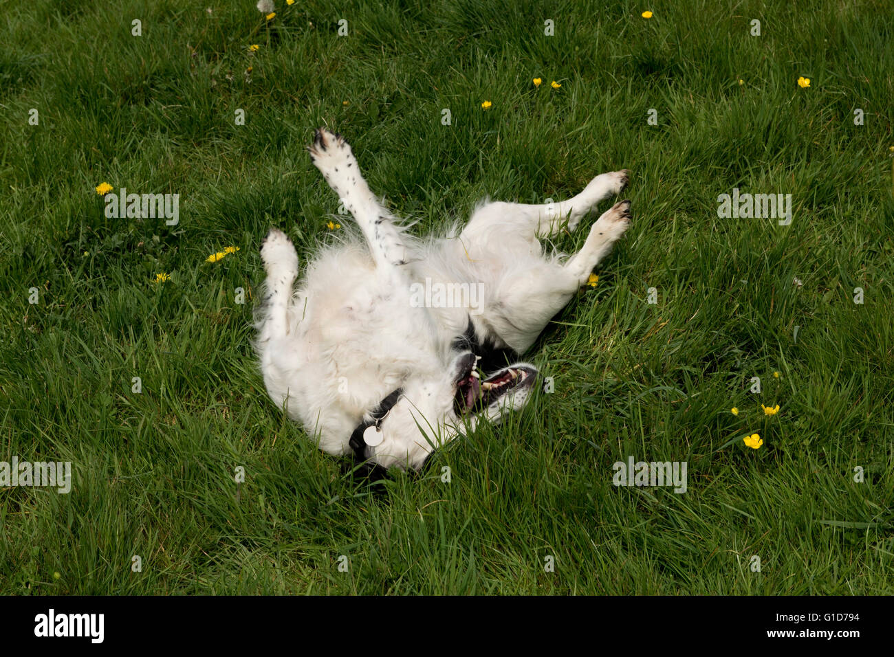 Un perro Cocker Spaniel rodando en algo apestoso en la hierba Foto de stock