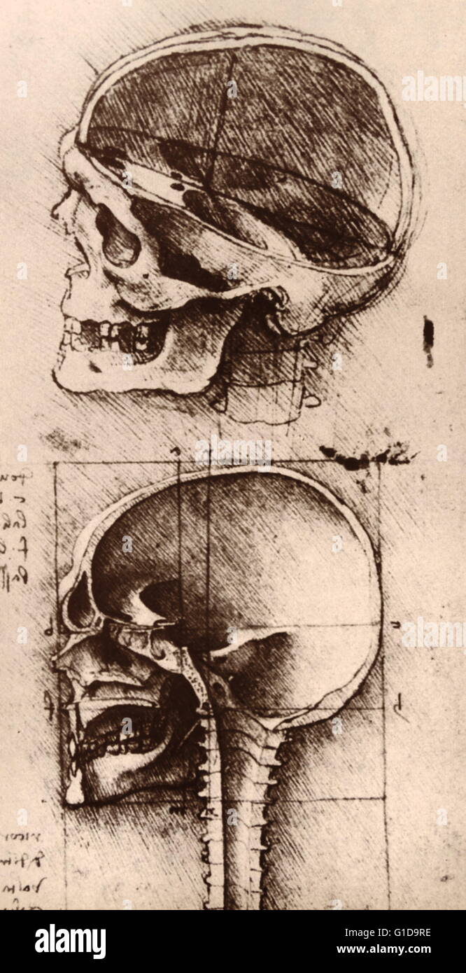 Principios Del Renacimiento, los estudios de cráneo humano, 1489. Por Leonardo da Vinci 1452-1519 Foto de stock