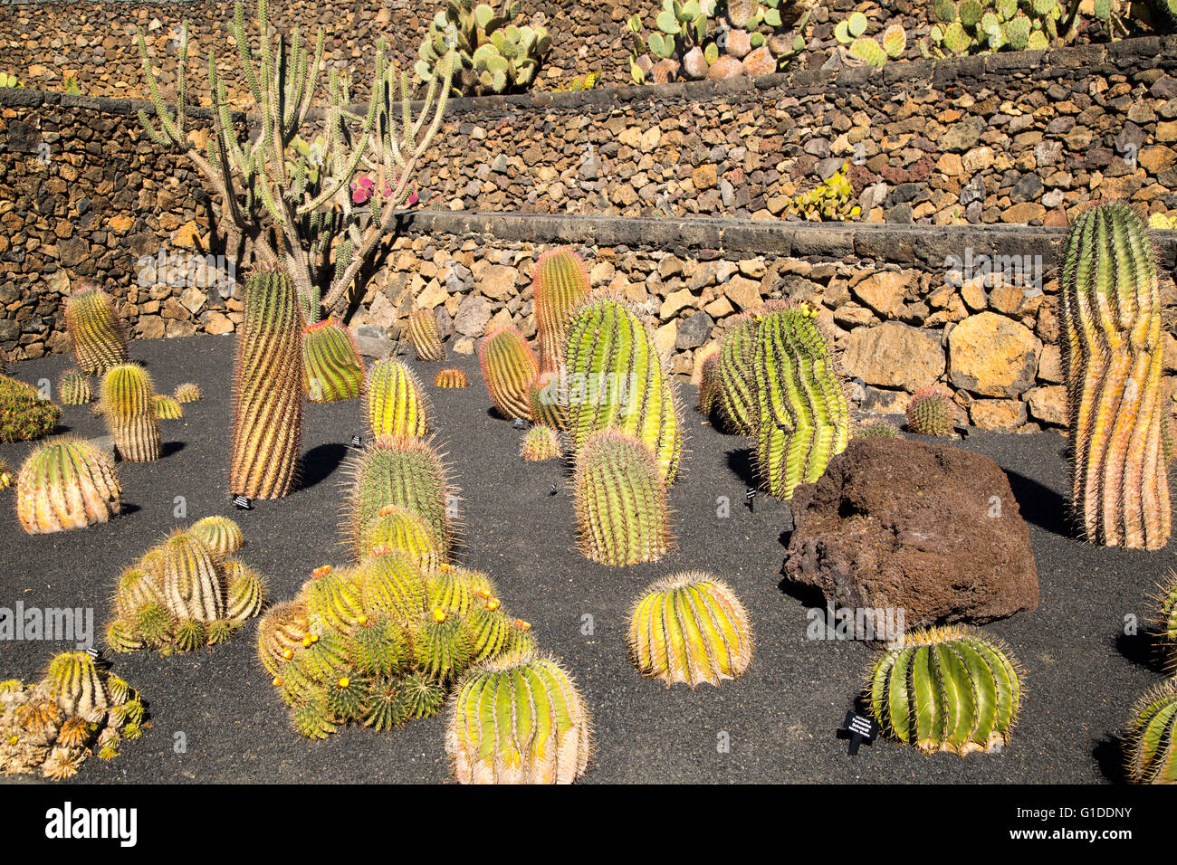 Dentro de las plantas de cactus jardín de cactus diseñado por César Manrique, Guatiza, Lanzarote, Islas Canarias, España. Foto de stock