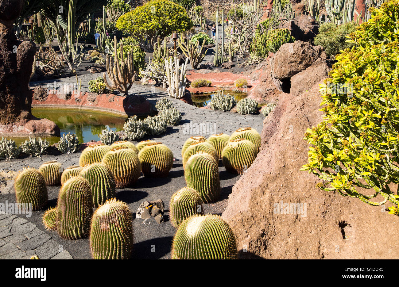 Dentro de las plantas de cactus jardín de cactus diseñado por César Manrique, Guatiza, Lanzarote, Islas Canarias, España. Foto de stock