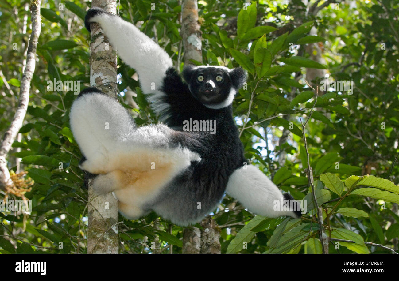 Lémur Indri (indri Indri), alimentación (Analamazaotra Perinet) Reserva Especial, Madagascar Foto de stock